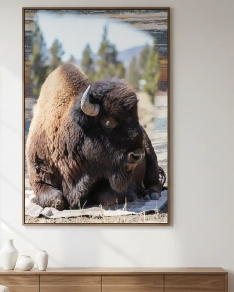 Framed american bison wall art of shaggy brown bison on grass