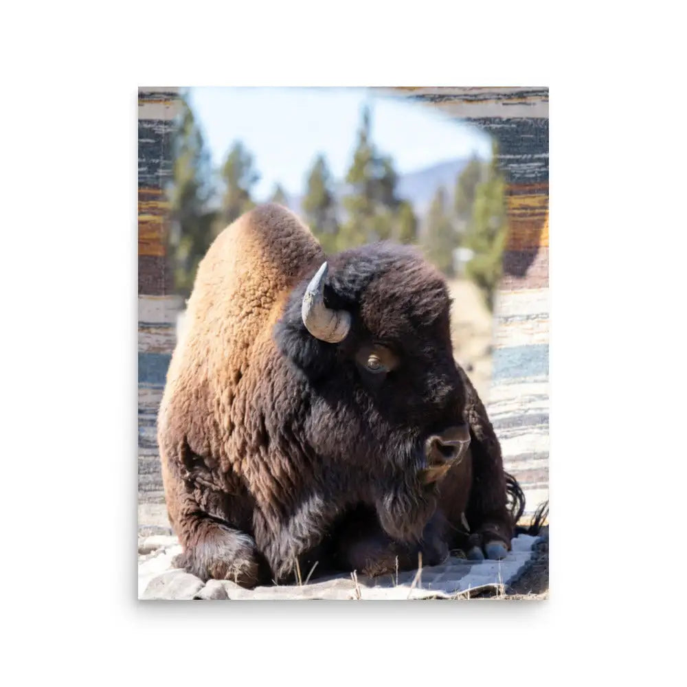 Majestic American Bison Wall Art in Rustic Wildlife Photography Print