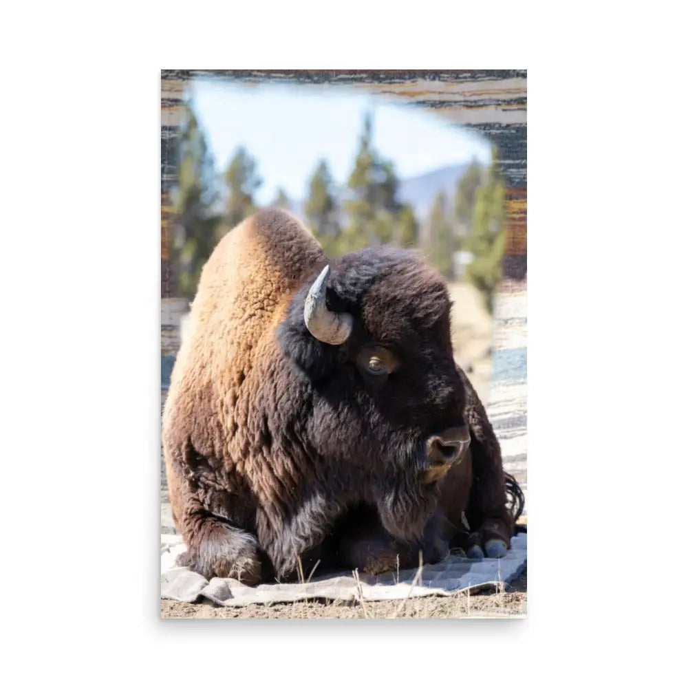 Majestic American bison in rustic wildlife photography wall art print